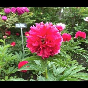 Meet your Posher, Korey